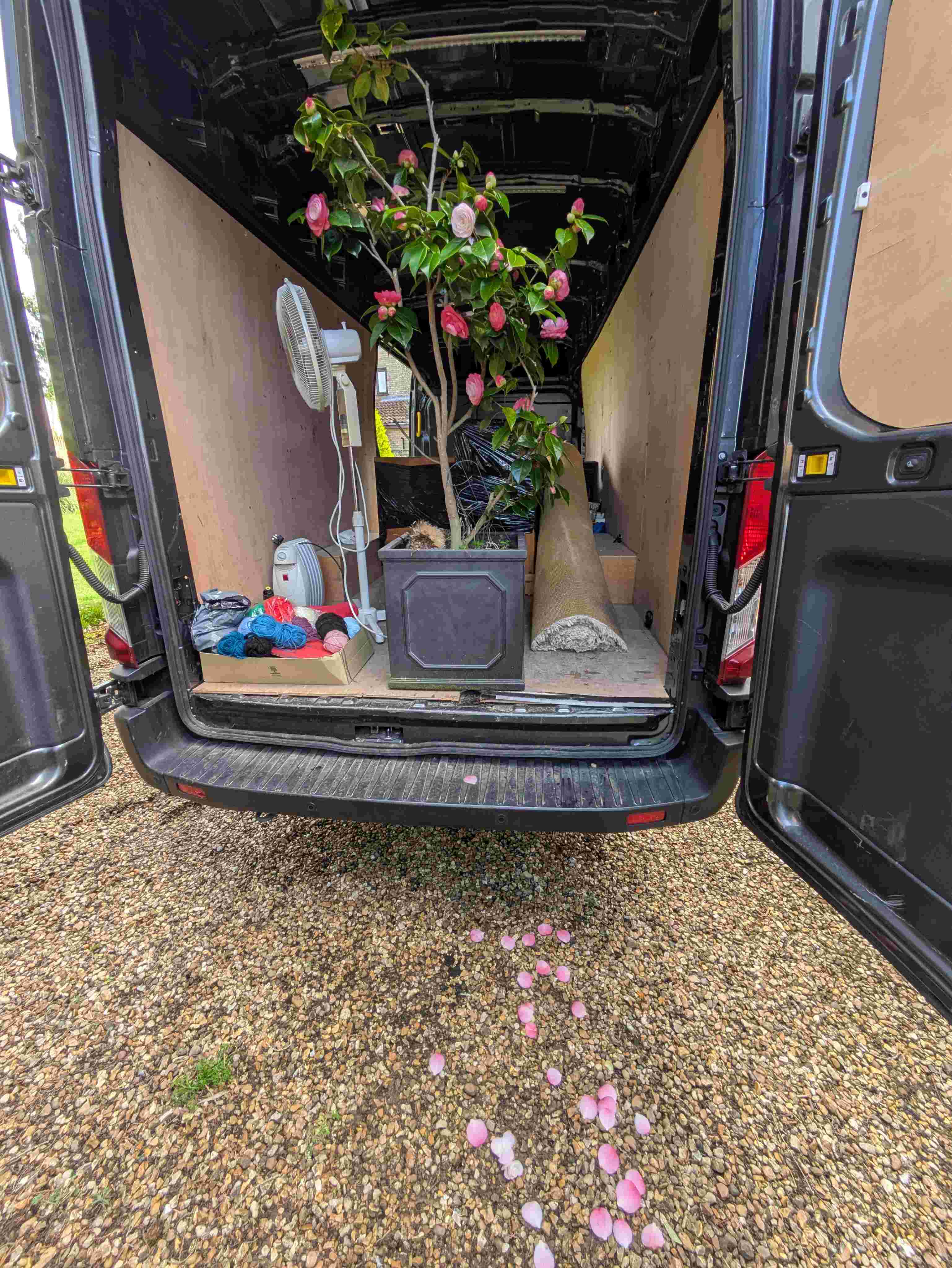 A flowering camellia tree strapped upright in the back of the van, pink petals scattered on the gravel below